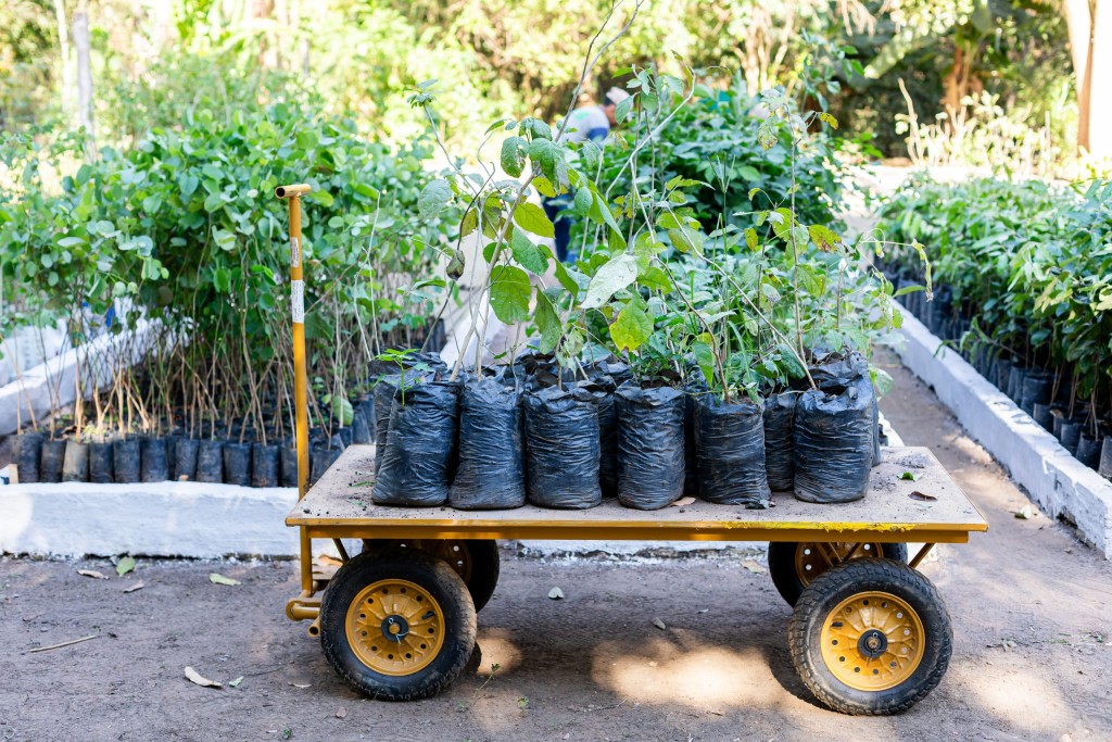 Horto Florestal recebe 1,5 mil mudas do Programa Verde Novo para arborização de Cuiabá