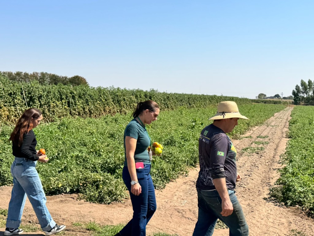 Primavera do Leste fortalece apoio ao pequeno produtor e acompanha cultivo de tomate