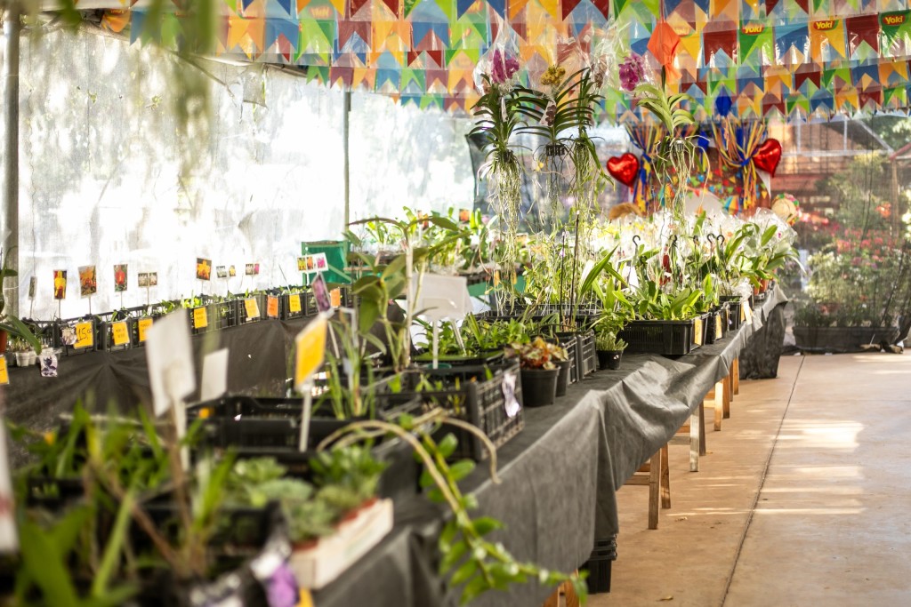 Festival de Orquídeas e Rosas do Deserto começa nesta quinta